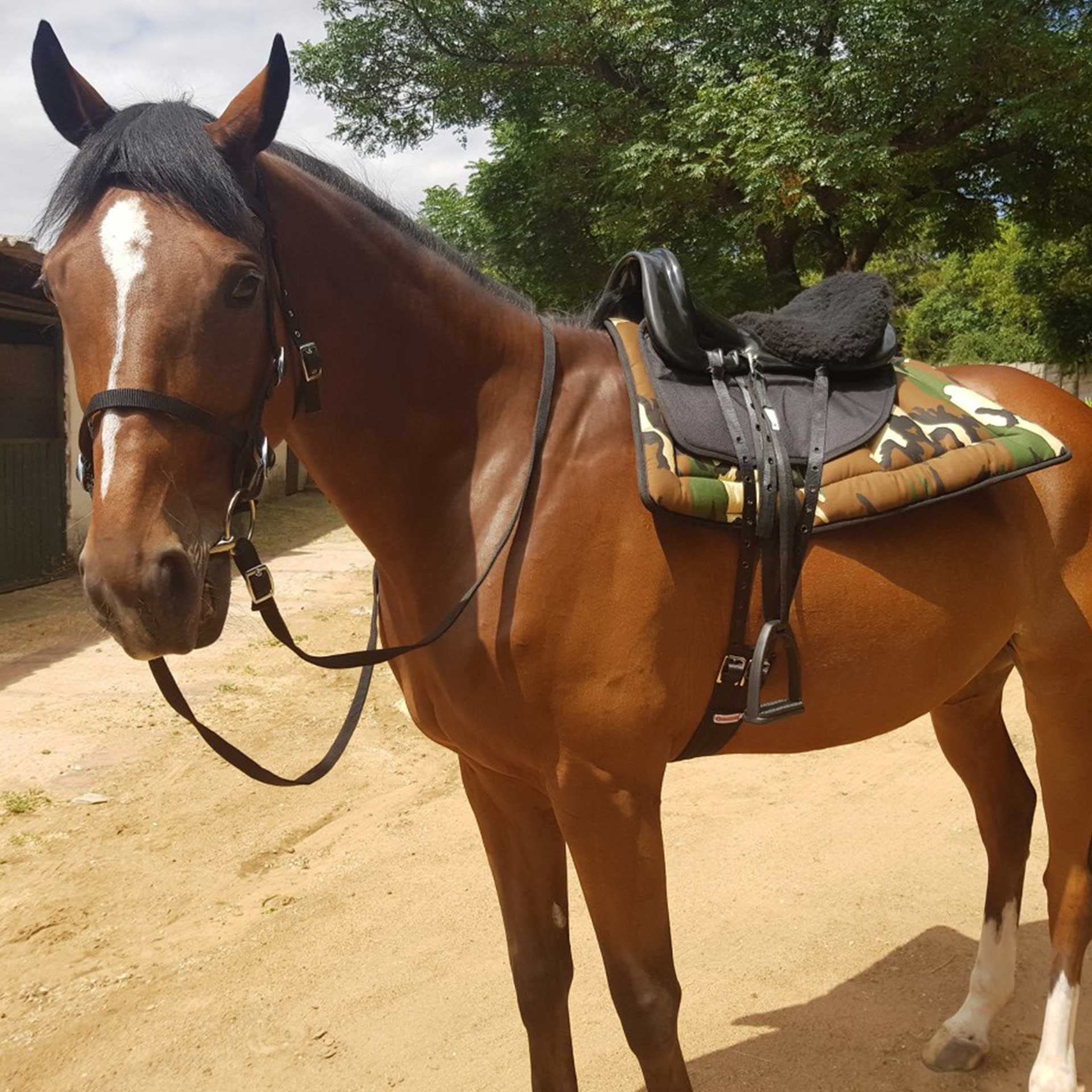 Saddle Discovery Kit Solo